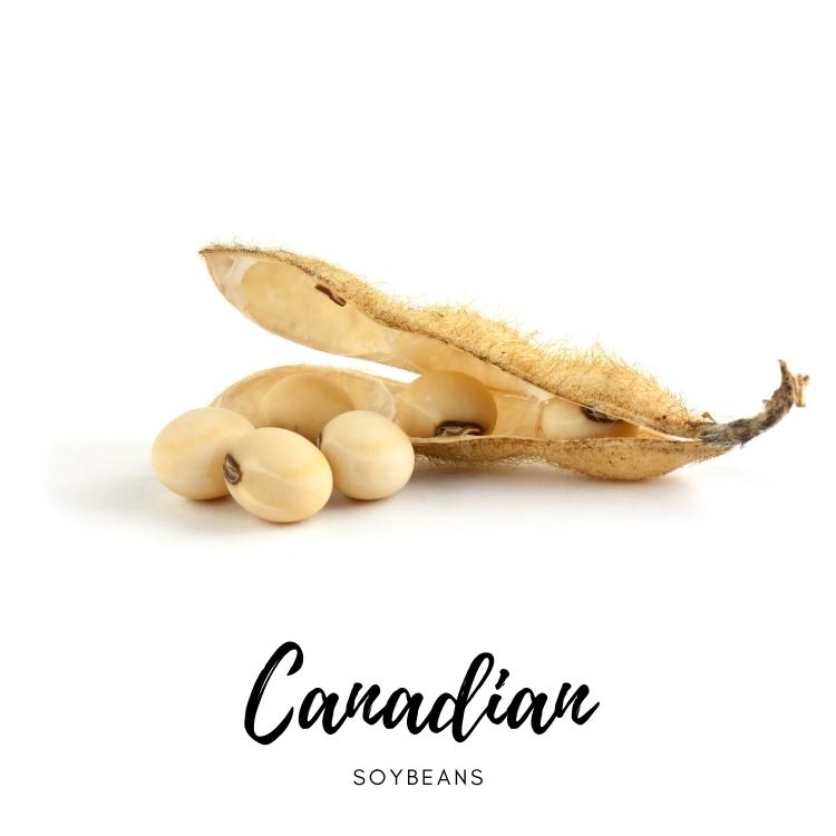 Canadian Soybeans History SoyBeans