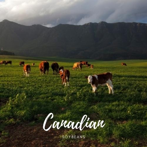 Canadian Soybean Meal Supplier and Exporter BSB
