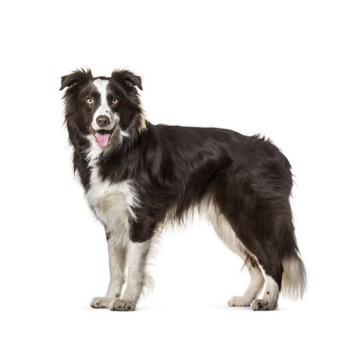 Most Friendly Dog Breeds (With Pictures) Top 12 Gentle