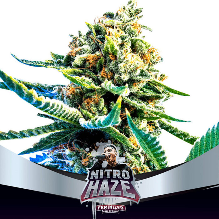 Nitro Haze Feminized Banco de Semillas BSF Seeds BIGGER STRONGER