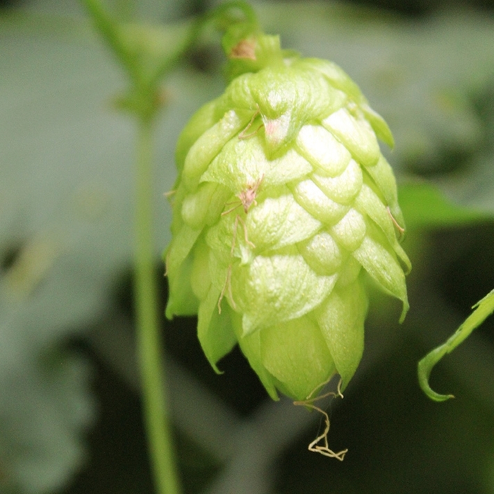 Hops BSG Bulk Brewing & Beer Supply Company
