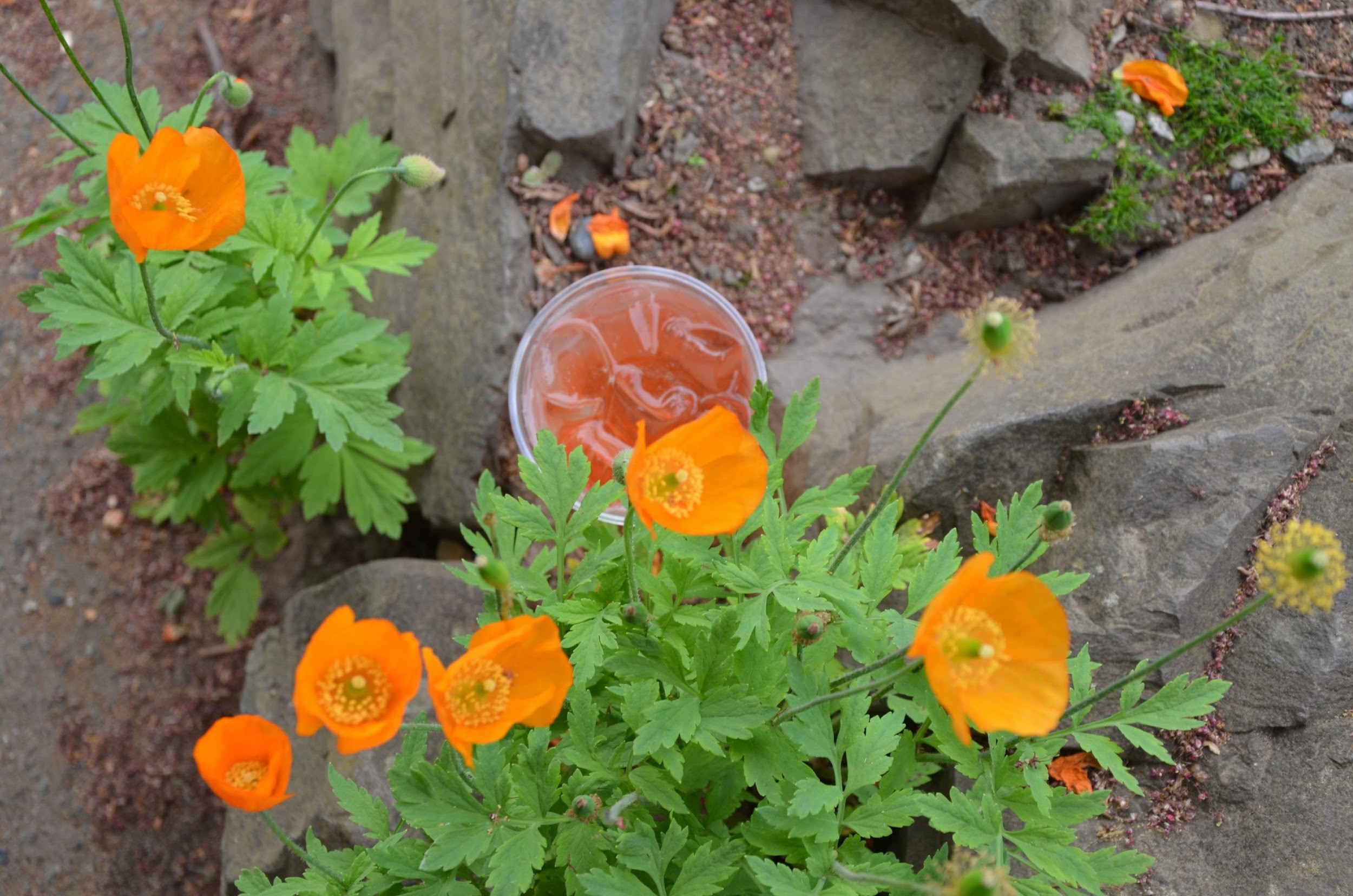 WHAT IS PLA BIOPLASTIC? BSIbio