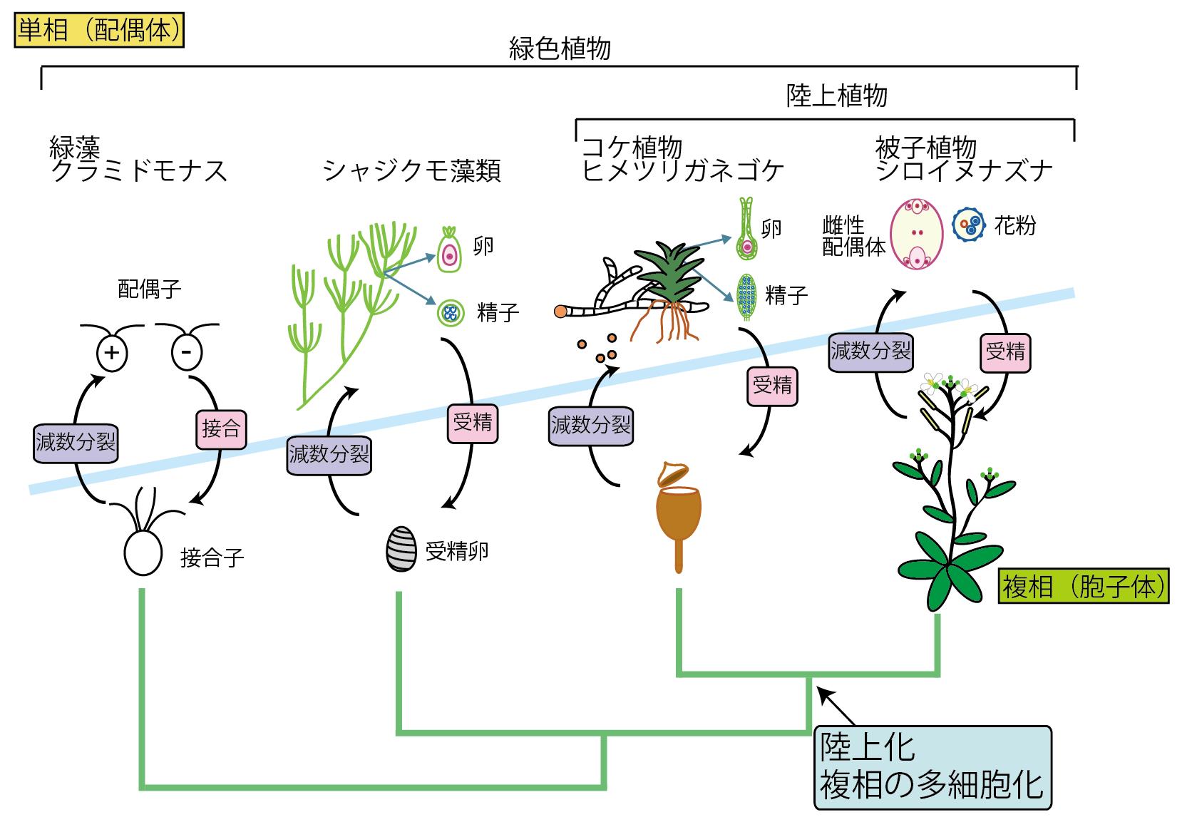 配偶体 Gametophyte JapaneseClass.jp
