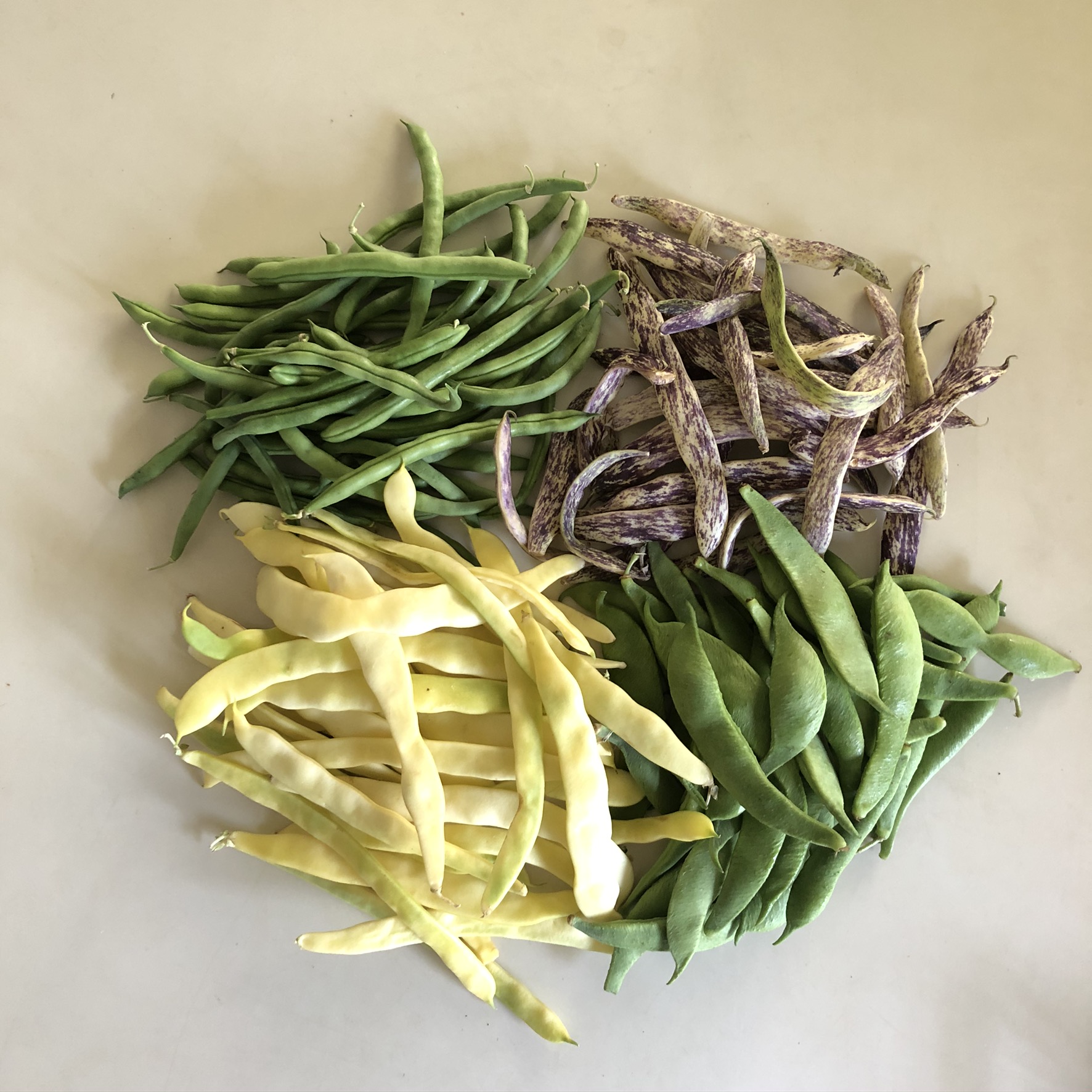 July/August BHAS Allotment Photo Competition ‘Current Crops’ winner