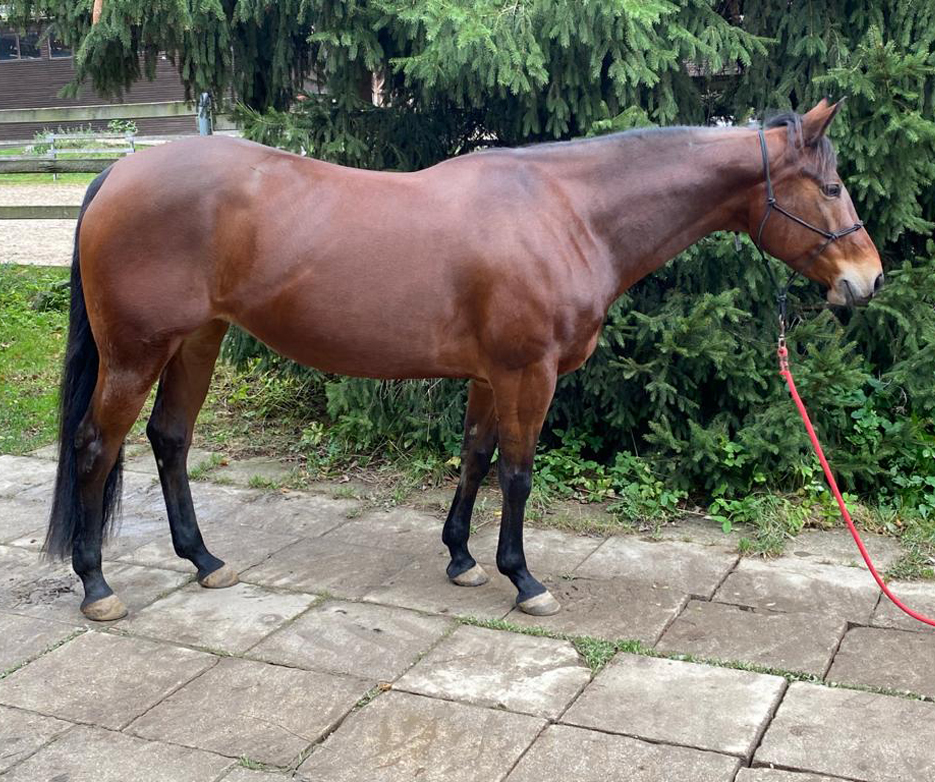 Foundation Quarter Horse BS Mountain Ranch