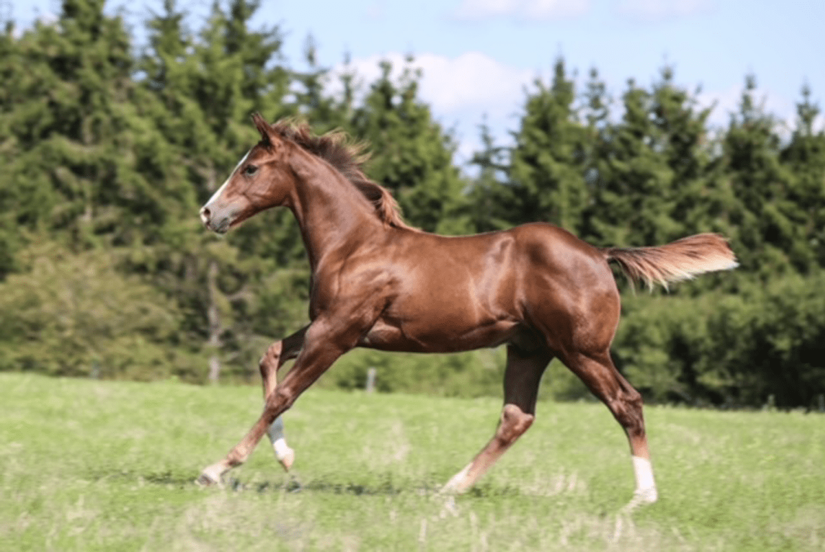 Foundation Quarter Horse BS Mountain Ranch