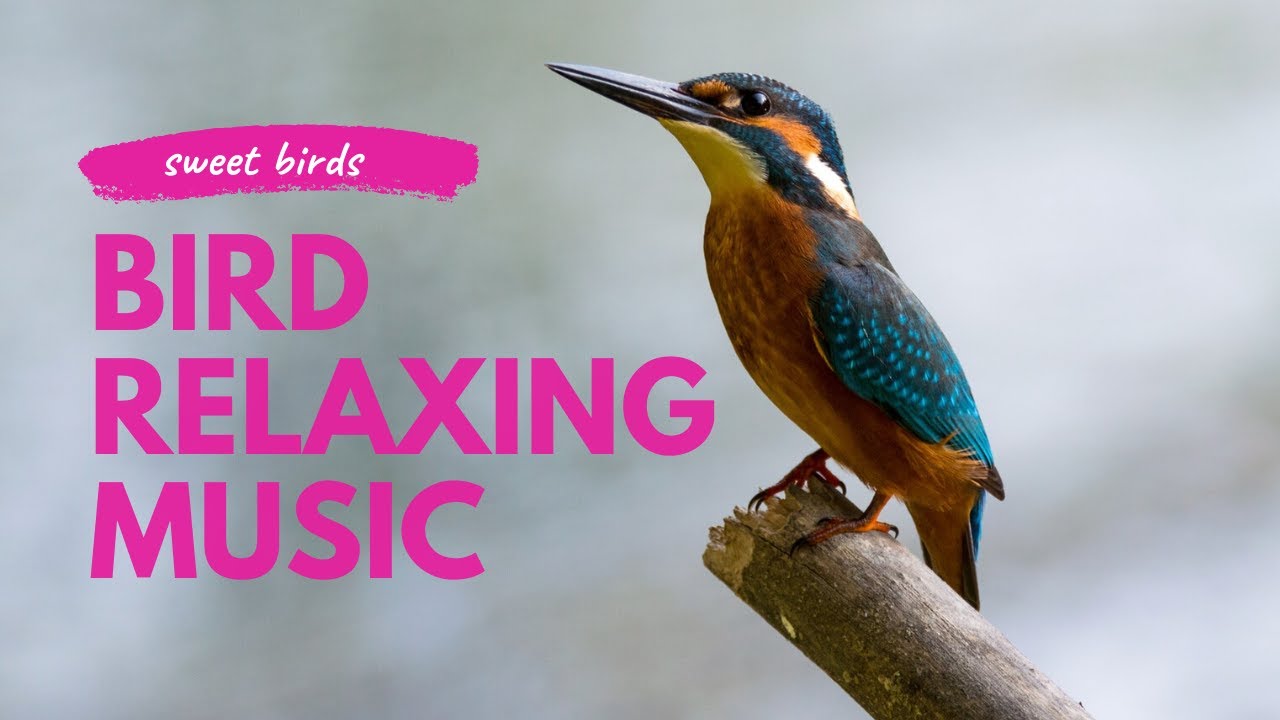 Bird Relaxing Music With Birds, Bird Relaxing music, Meditation Music, Calming Music, Sleep