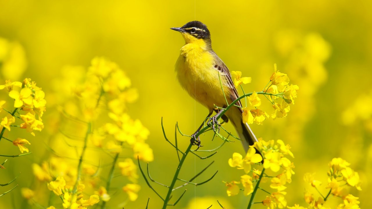 Relaxing Beautiful Music, Peaceful Instrumental Music, "Sunday Morning