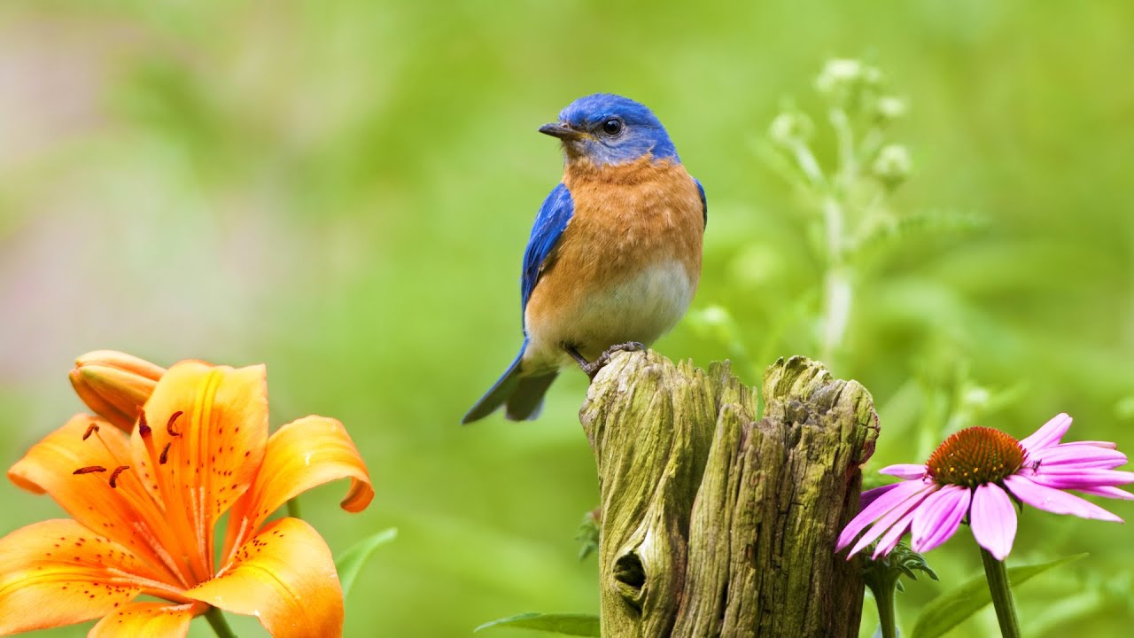 New Beautiful Relaxing Hymns, Peaceful Instrumental Music, "Monday