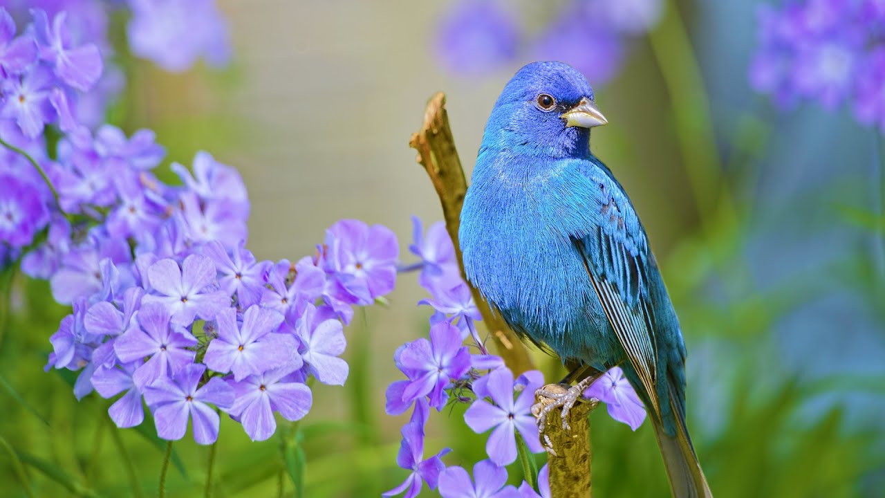 Beautiful Relaxing Hymns, Peaceful Instrumental Music, "Friday Morning