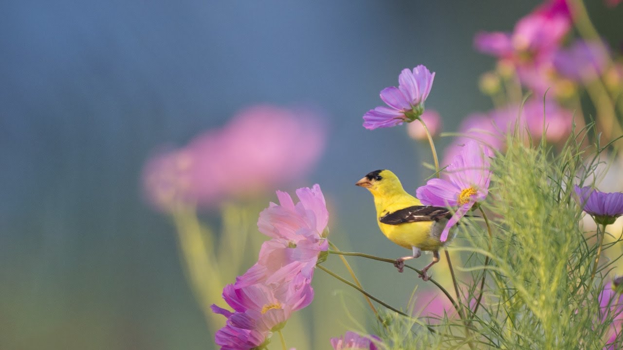 Beautiful Relaxing Hymns, Peaceful Instrumental Music, "Tuesday Morning