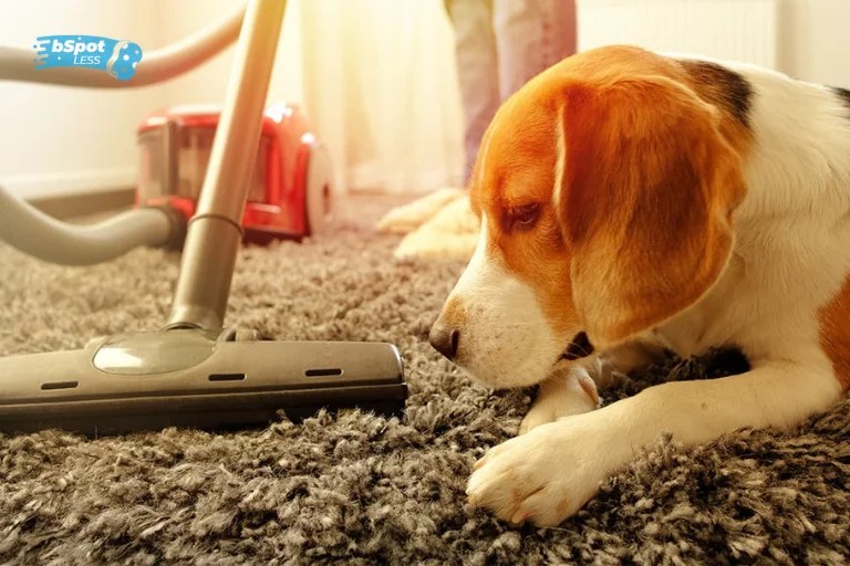 How To Remove Wet Dog Smell From Carpet bSpotLess