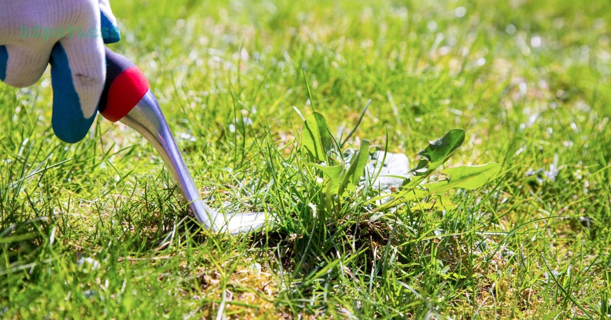 How To Get Rid Of Weeds Without Killing Grass bSpotLess