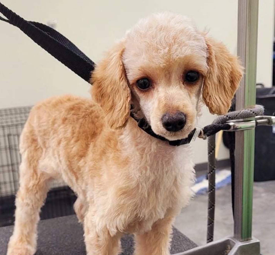 Poppy 2218 BSquad Dog Rescue