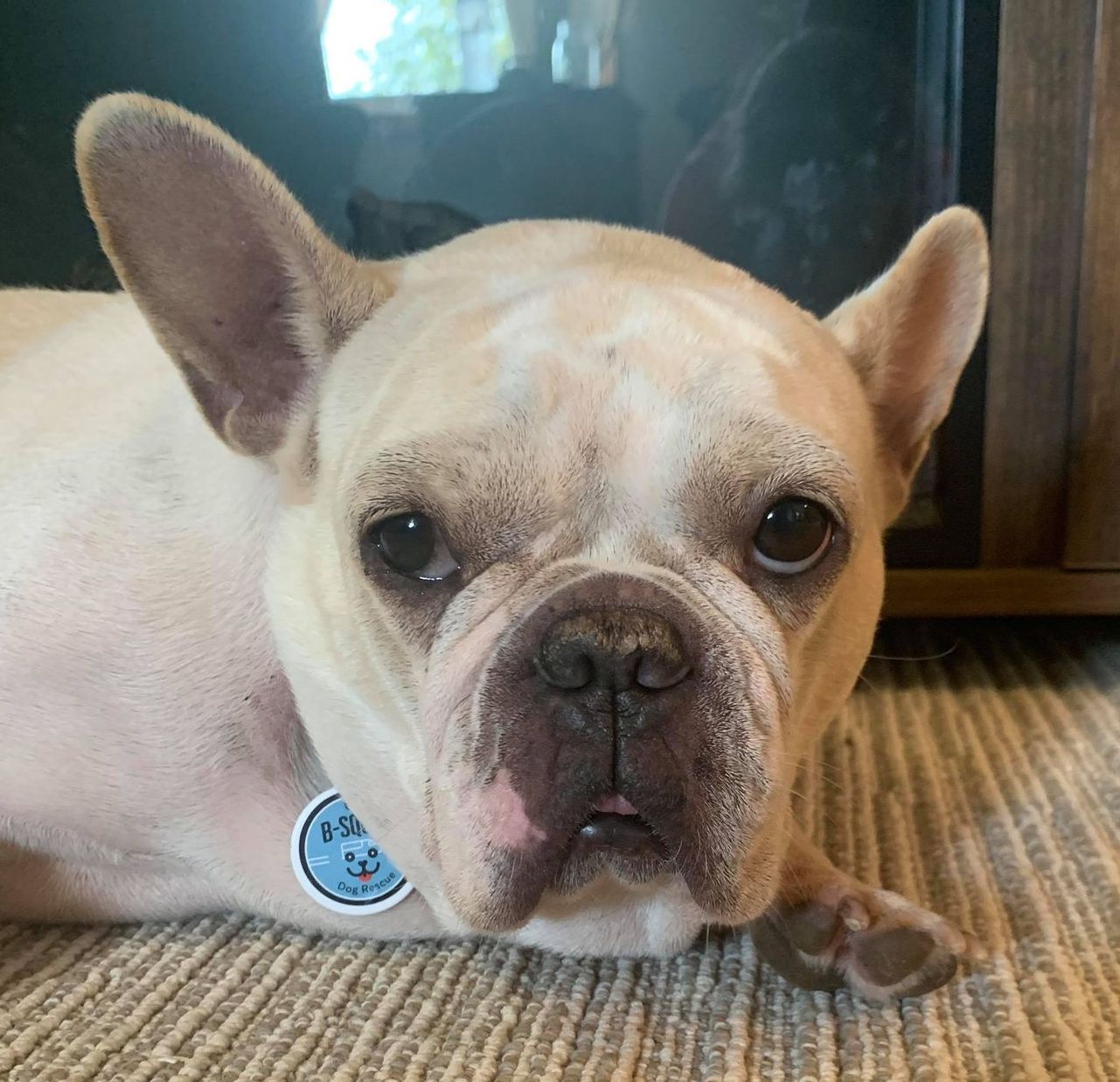 Savannah BSquad Dog Rescue