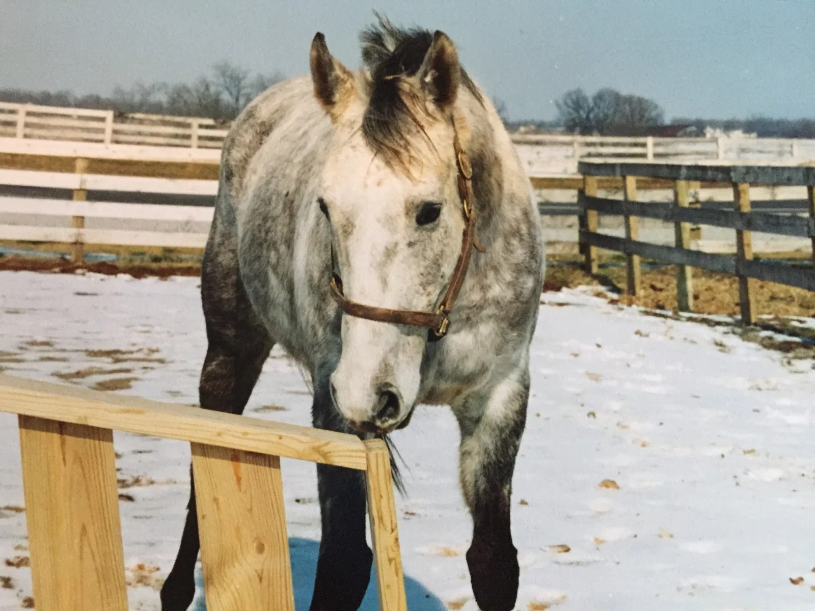 My Top 5 Equine Jobs Bright Side Youth Ranch, Inc
