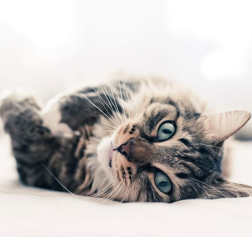 Endoscopy Vet in Swansea Bay State Veterinary Emergency and Specialty Services