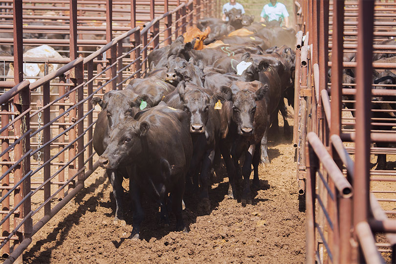 Preparing Your Land For Summer Heat in Texas Armstrong Properties
