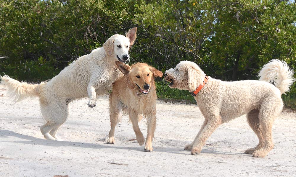 Are Dogs Allowed In The Florida Keys