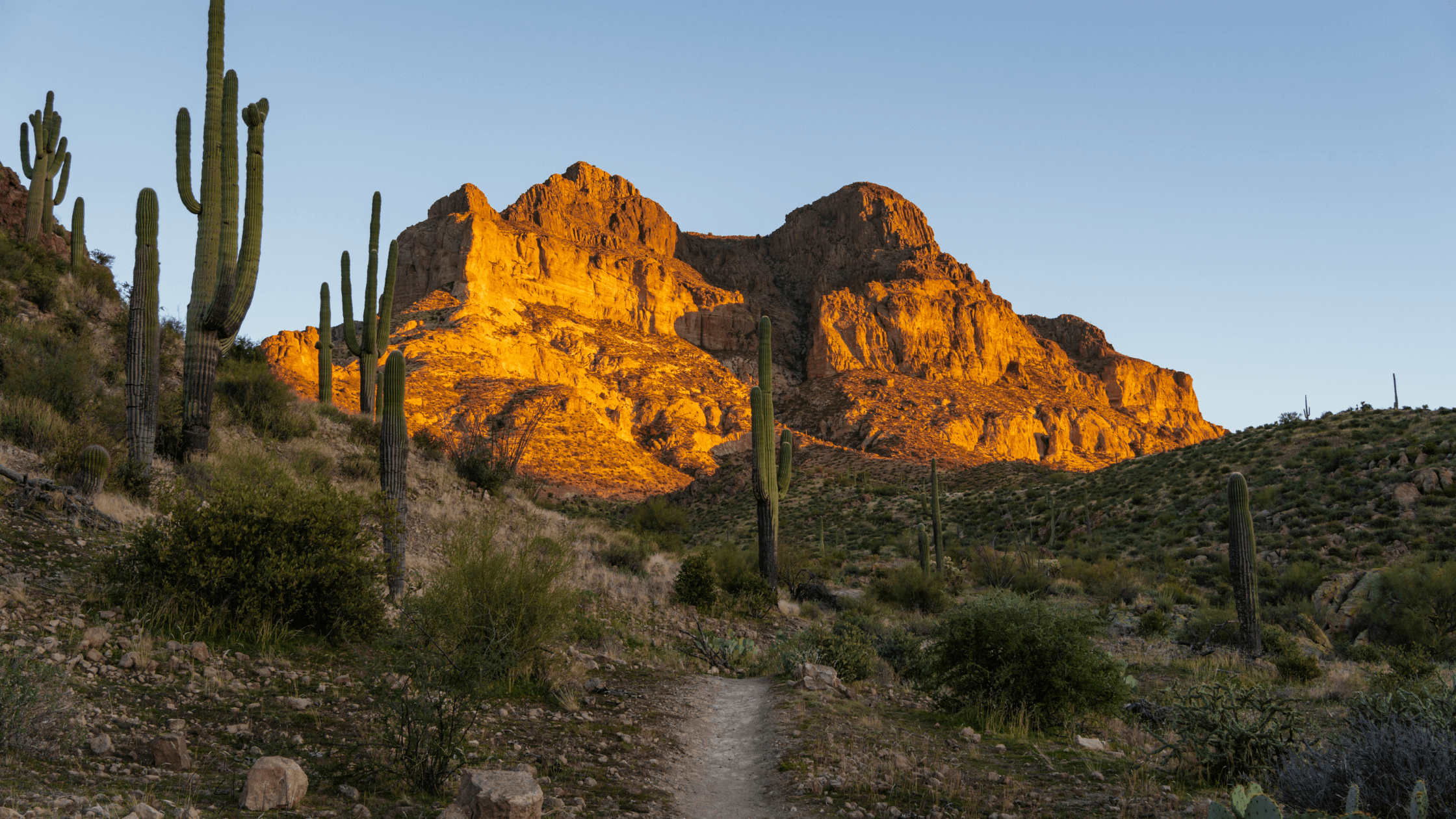 Invasive Plants a Threat to the Sonoran Desert Boyce Thompson Arboretum