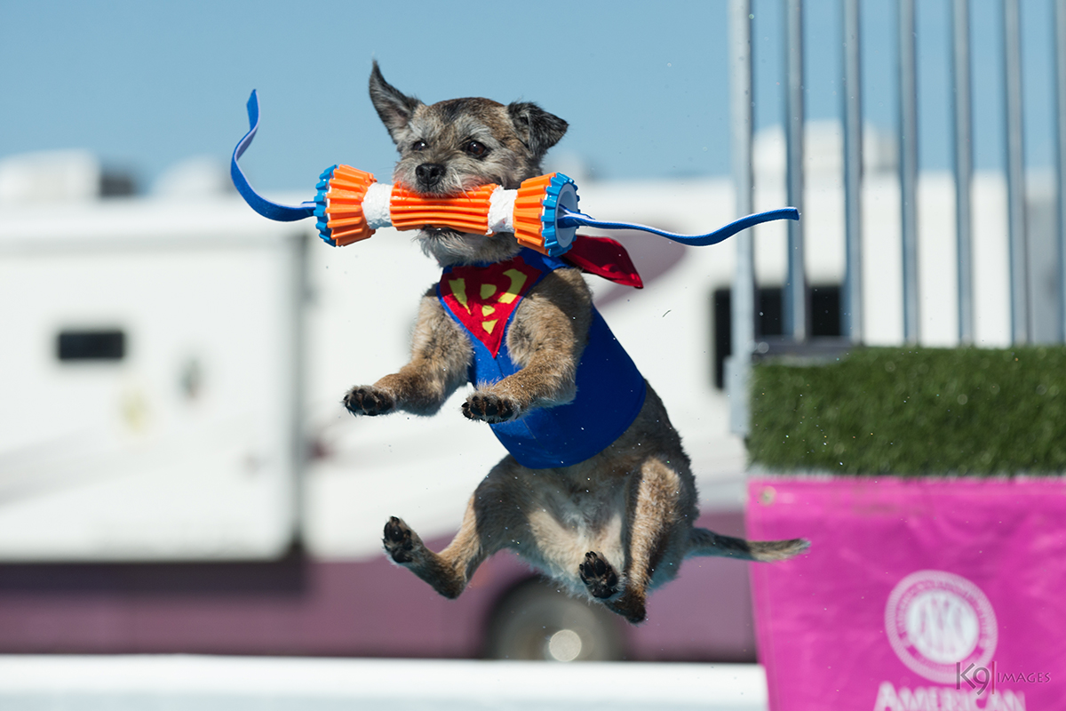 What Is Dog Dock Jumping