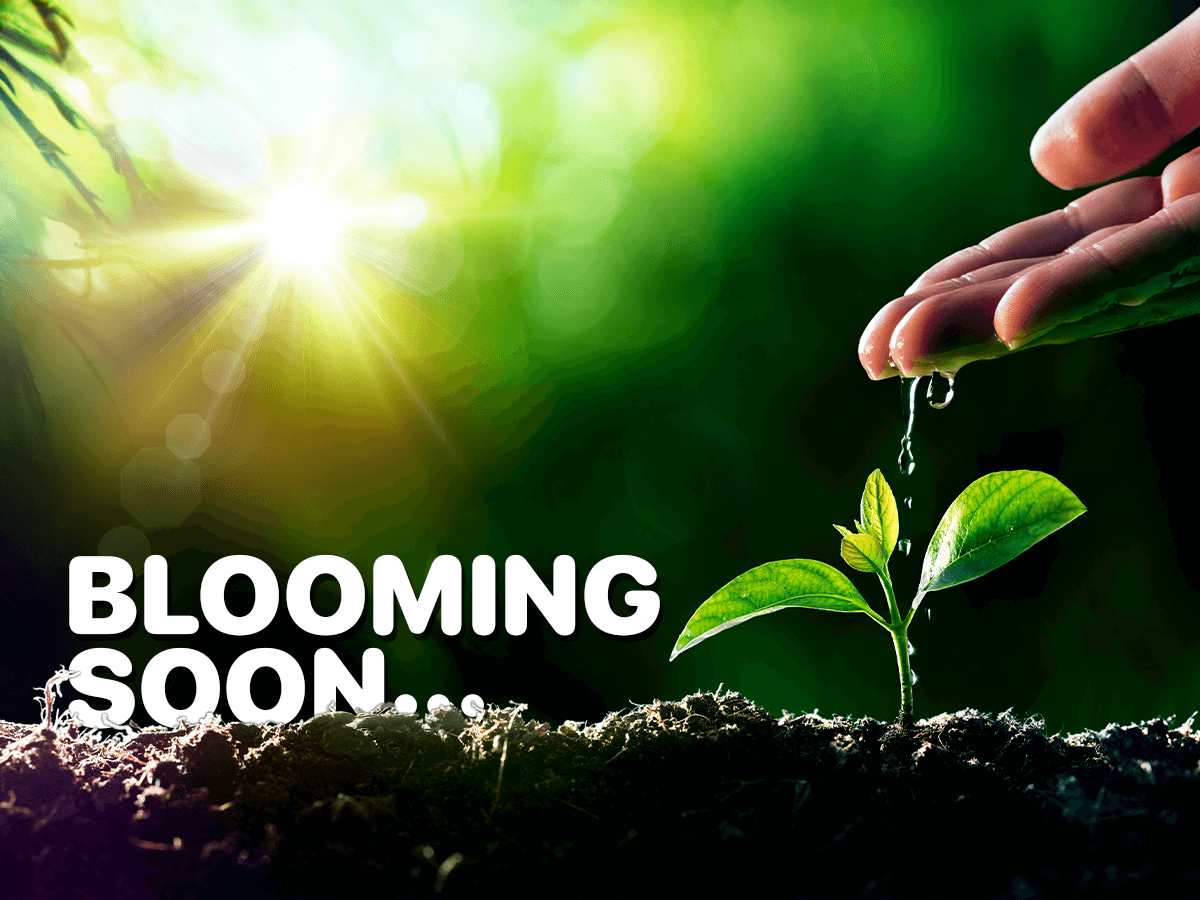 Bolethe Knudsen Black Tulip Flowers Careers Black Tulips Photos And