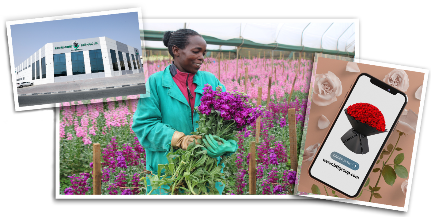 Wholesale & Retail Flower Supplier UAE Black Tulip Group