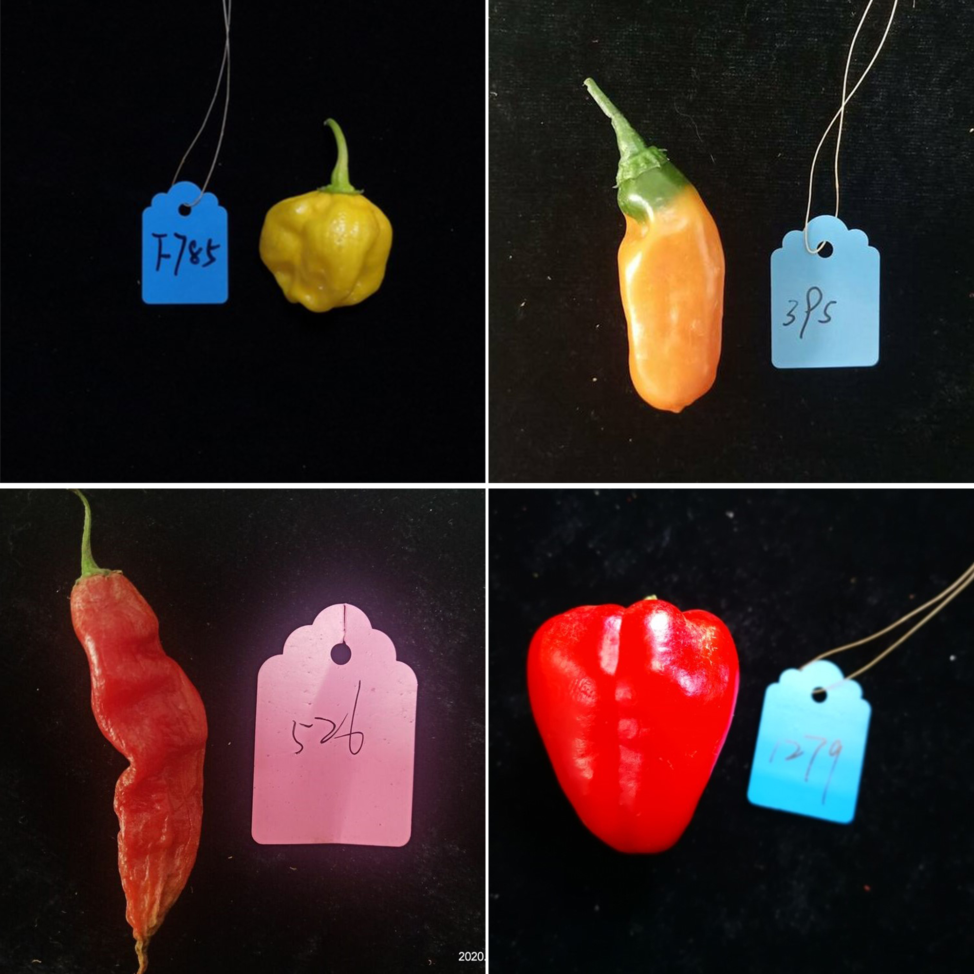 Unlocking the Code of Peppers New Study Reveals Insights into Domestication and