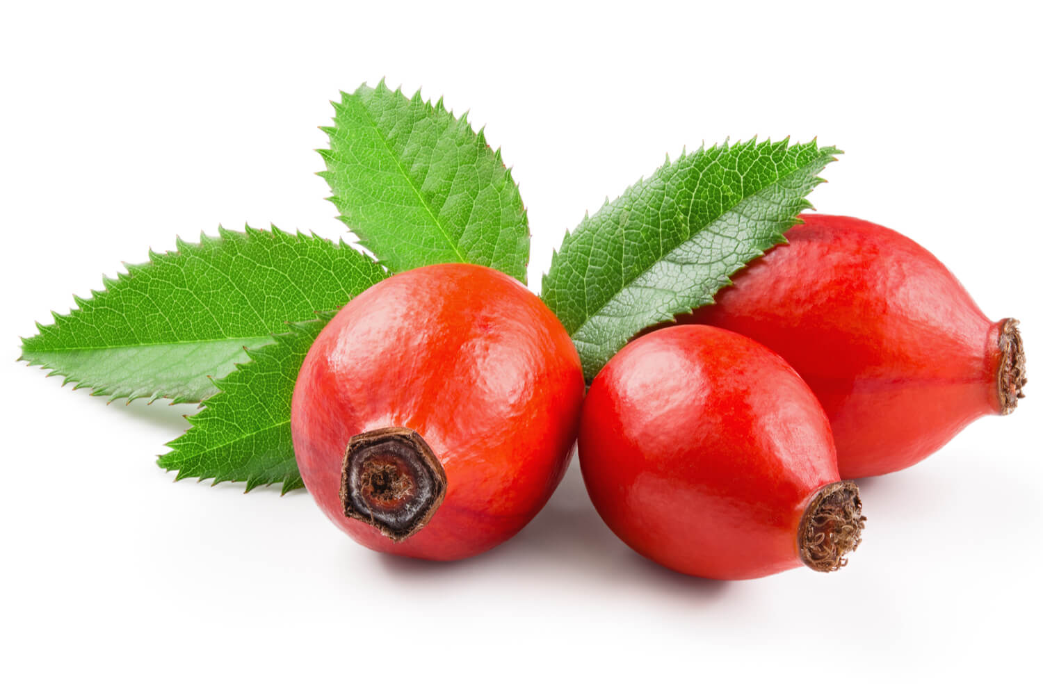 Rose Hip During Pregnancy Benefits And Side Effects Being The Parent