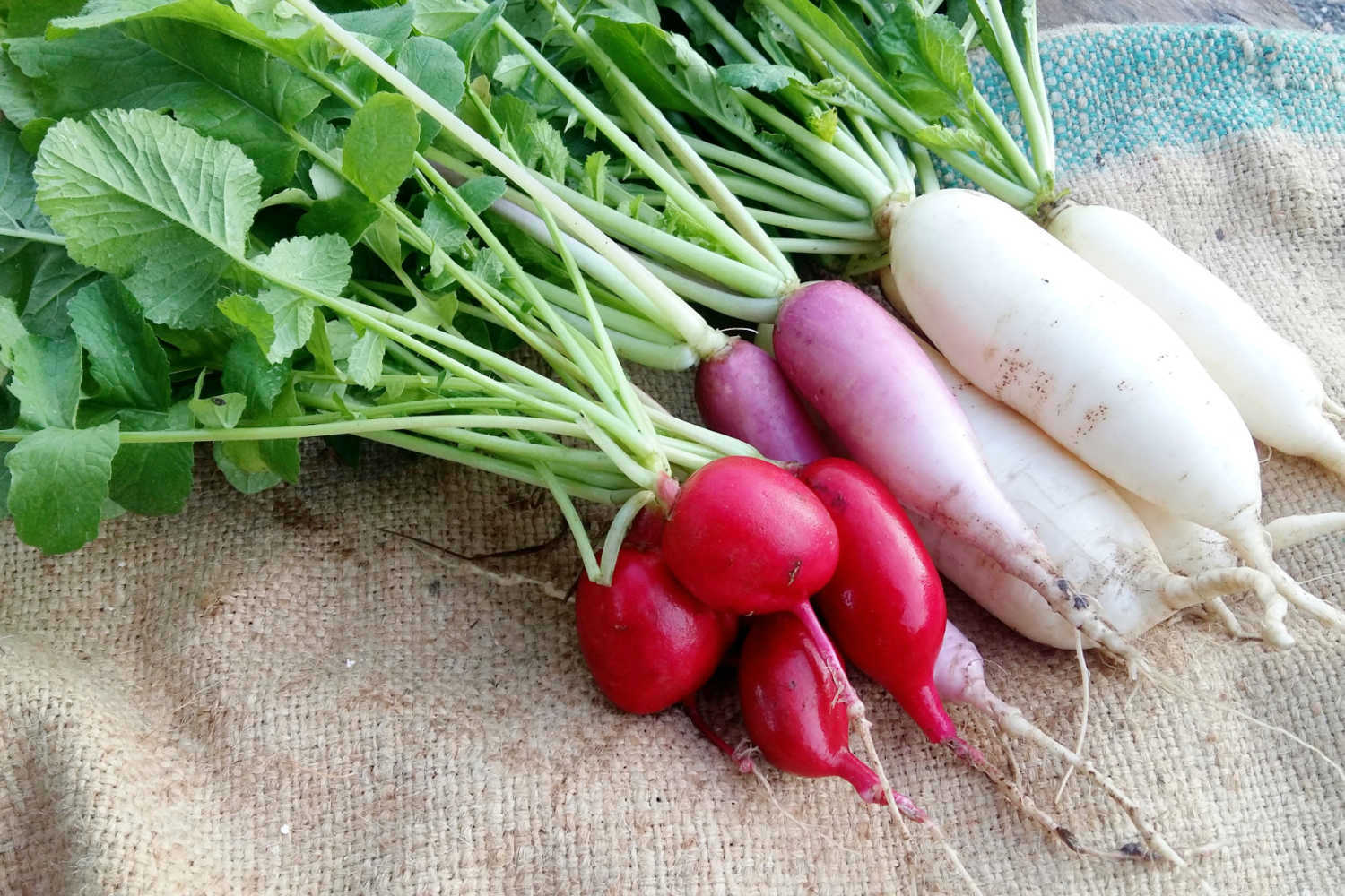 Radish For Babies When to Introduce, Benefits, and Precautions