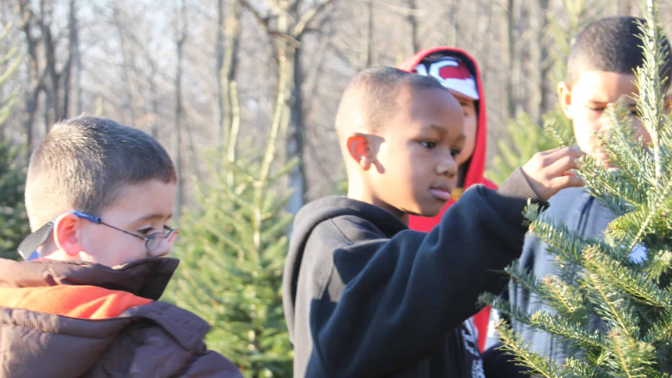 Where a homegrown Christmas Tree grows in the Berkshires BTW Berkshires