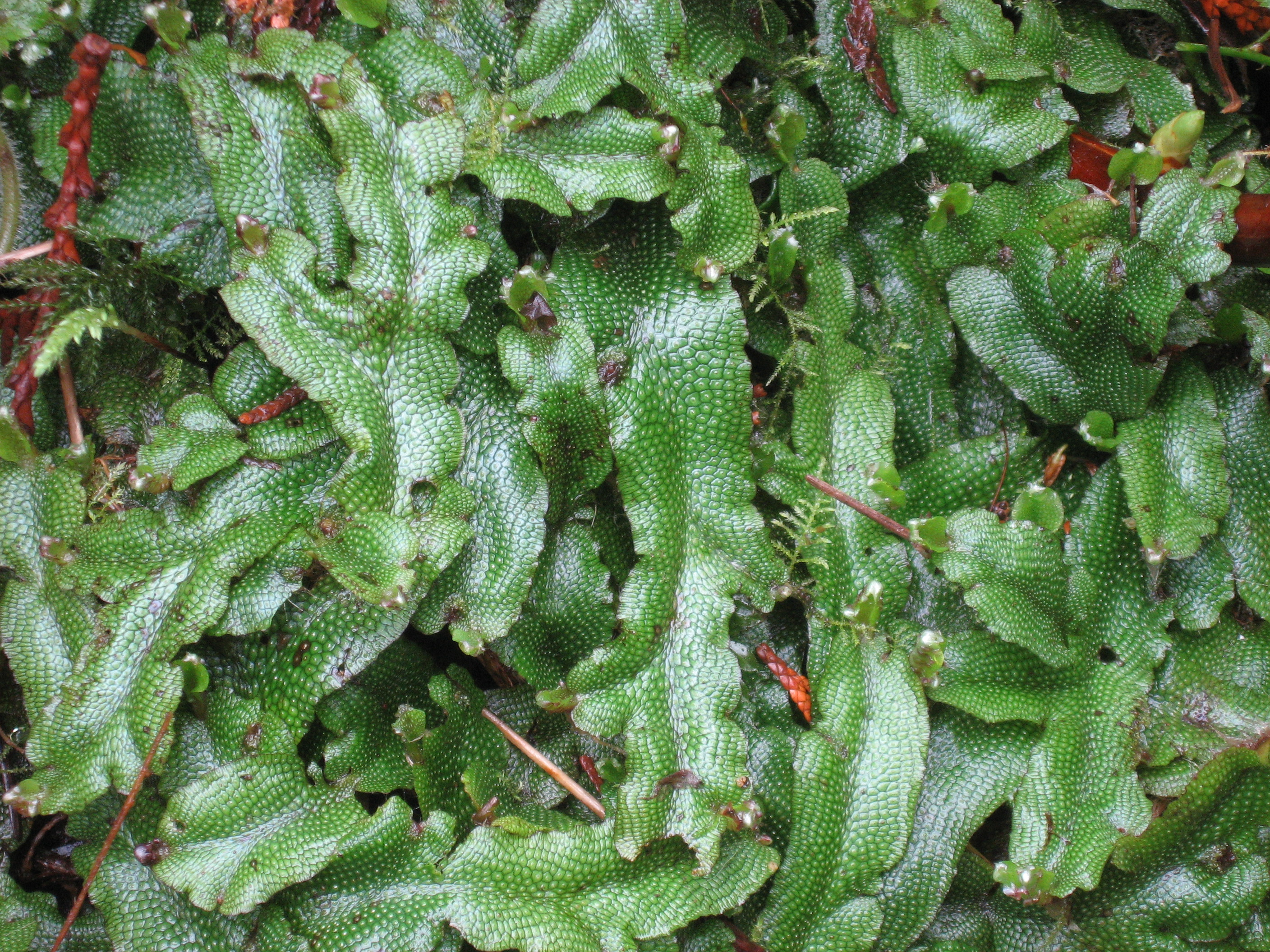 Hello Liverwort btweenblinks