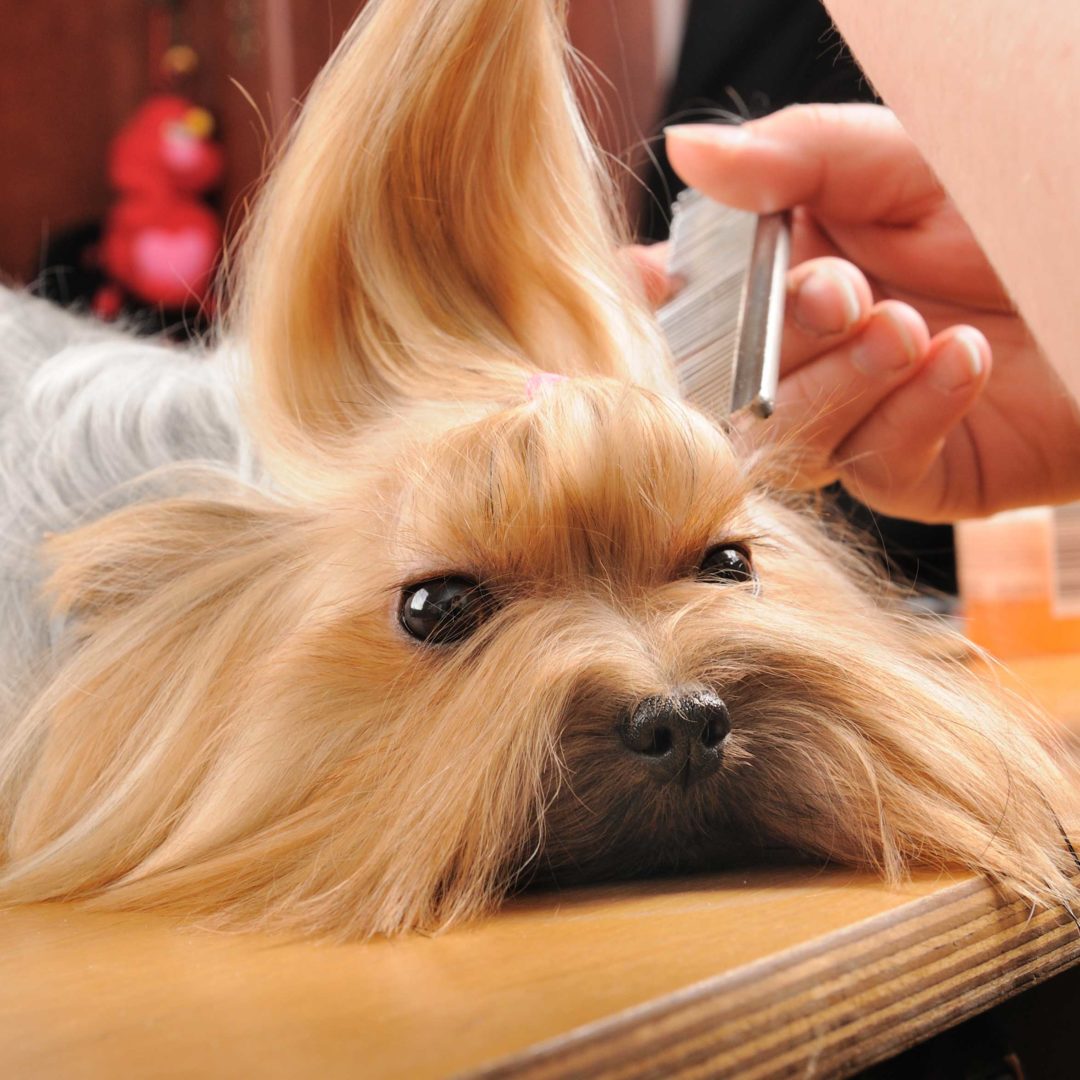 Bubbles and Bows Pet Grooming Bubbles and Bows