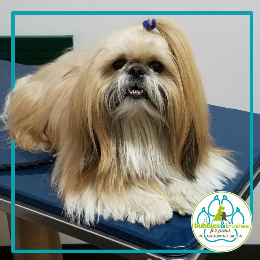 Bubbles and Brushes for Paws