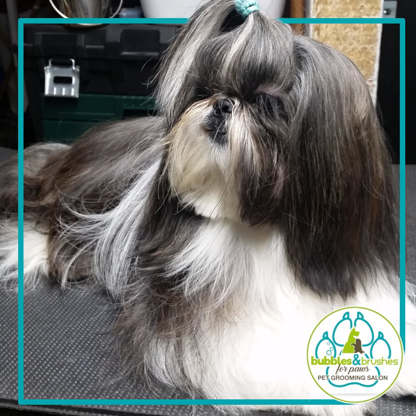 Bubbles and Brushes for Paws