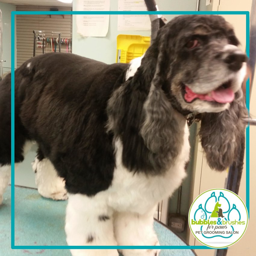 Bubbles and Brushes for Paws