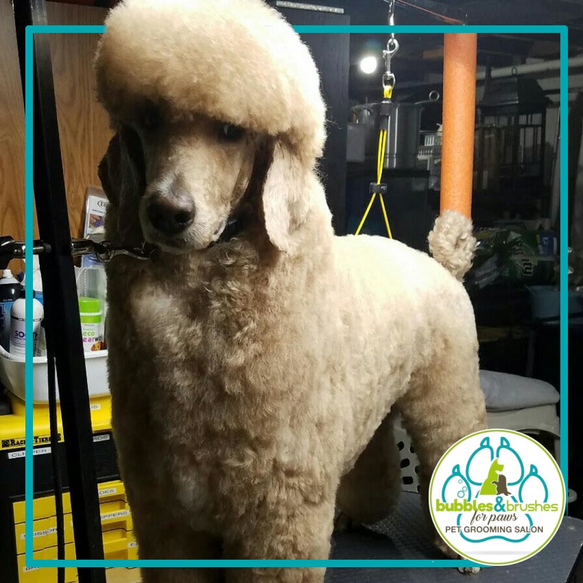 Bubbles and Brushes for Paws