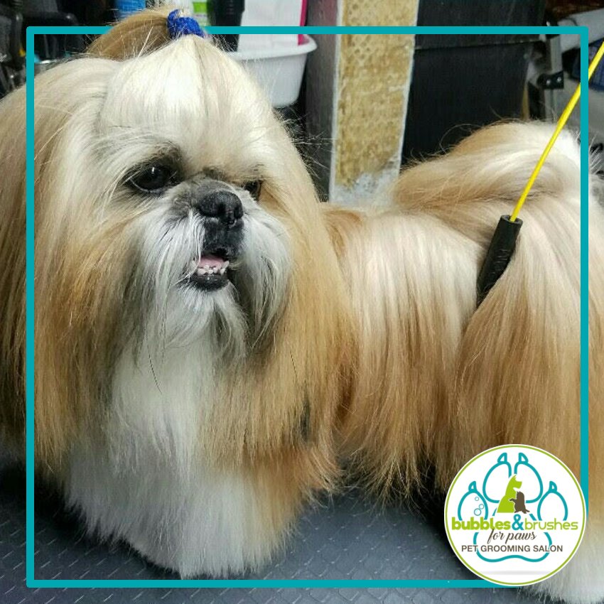 Bubbles and Brushes for Paws