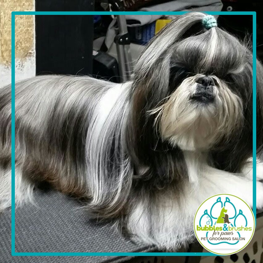 Bubbles and Brushes for Paws