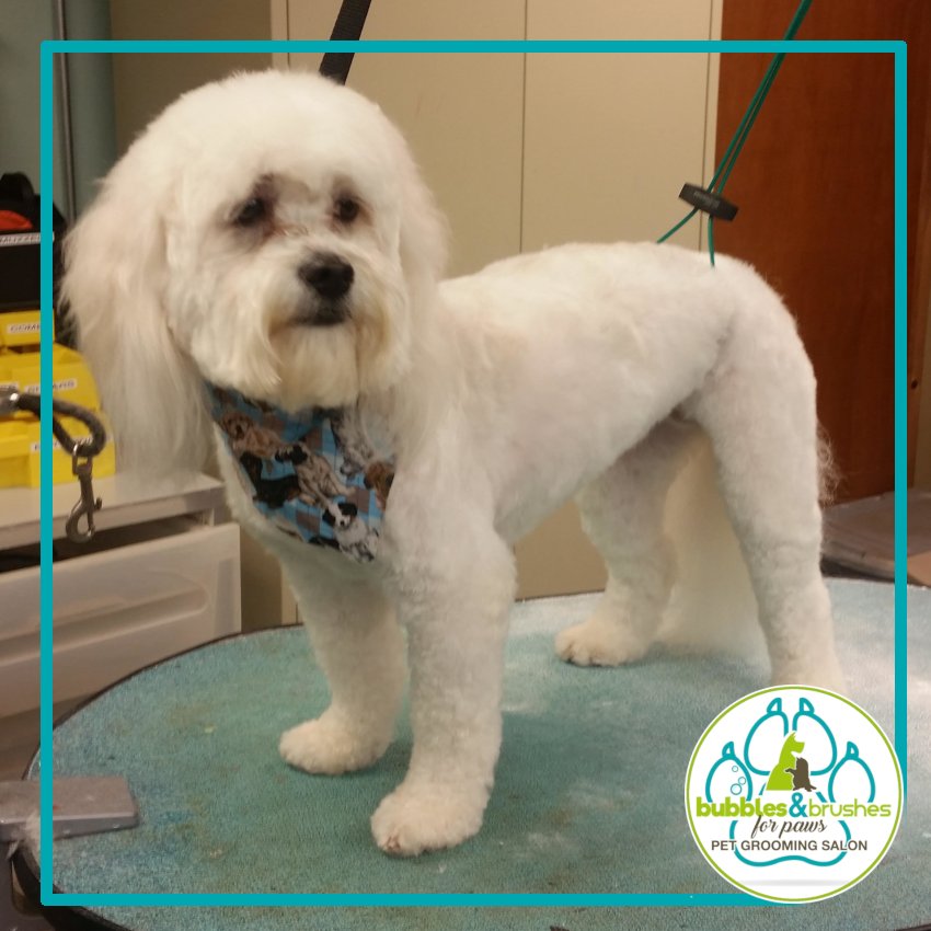 Bubbles and Brushes for Paws