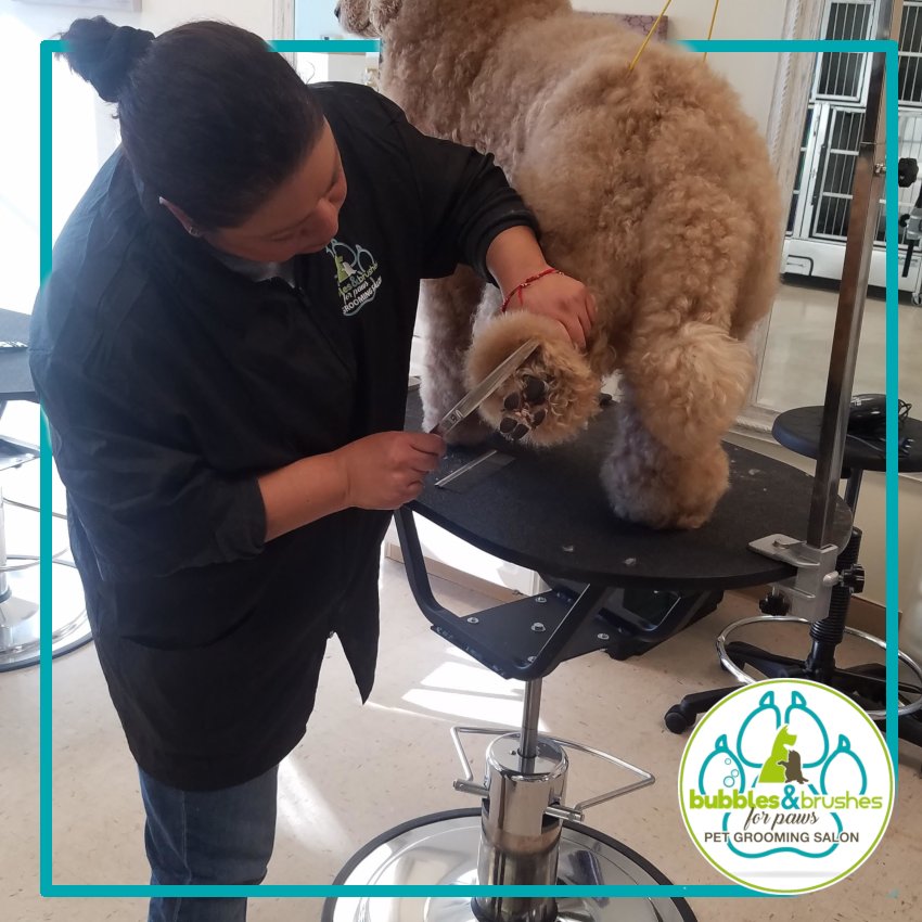 Bubbles and Brushes for Paws