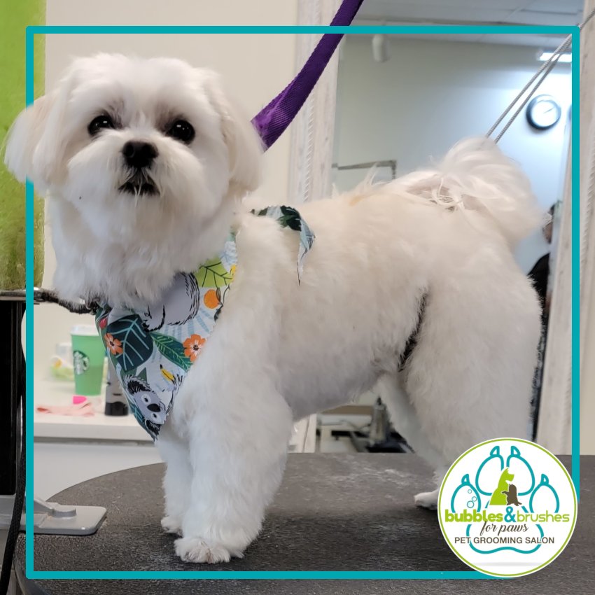 Bubbles and Brushes for Paws