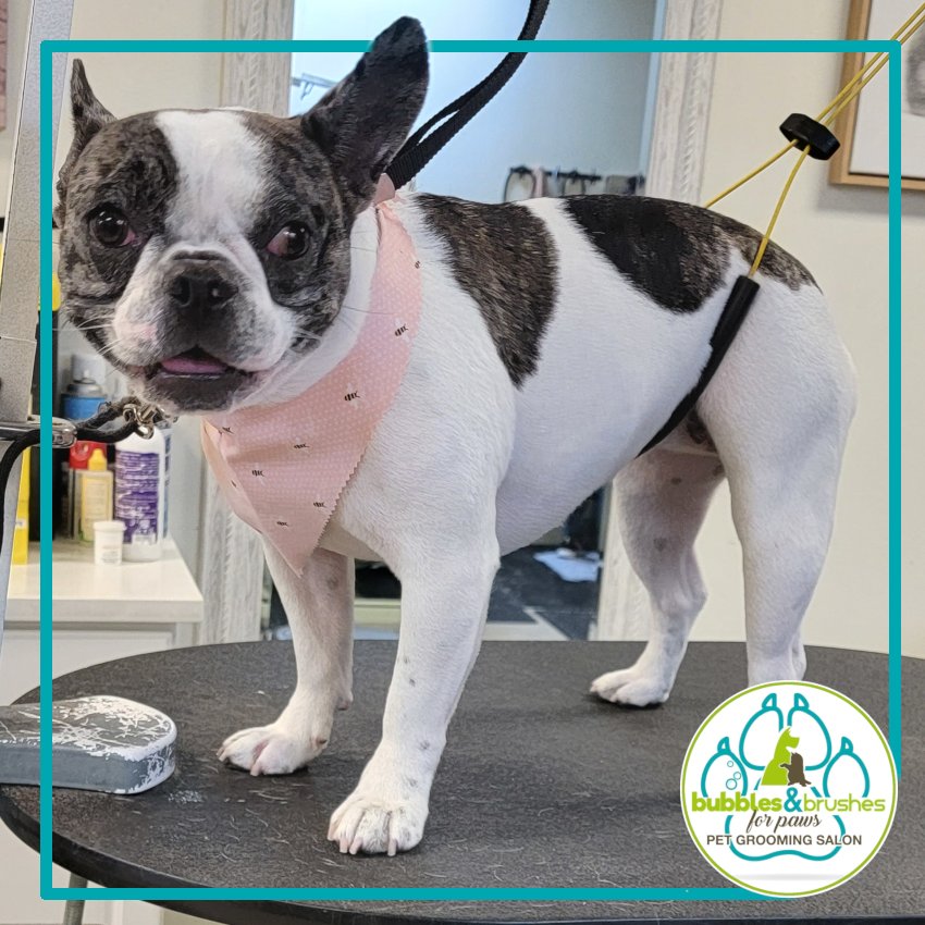 Bubbles and Brushes for Paws