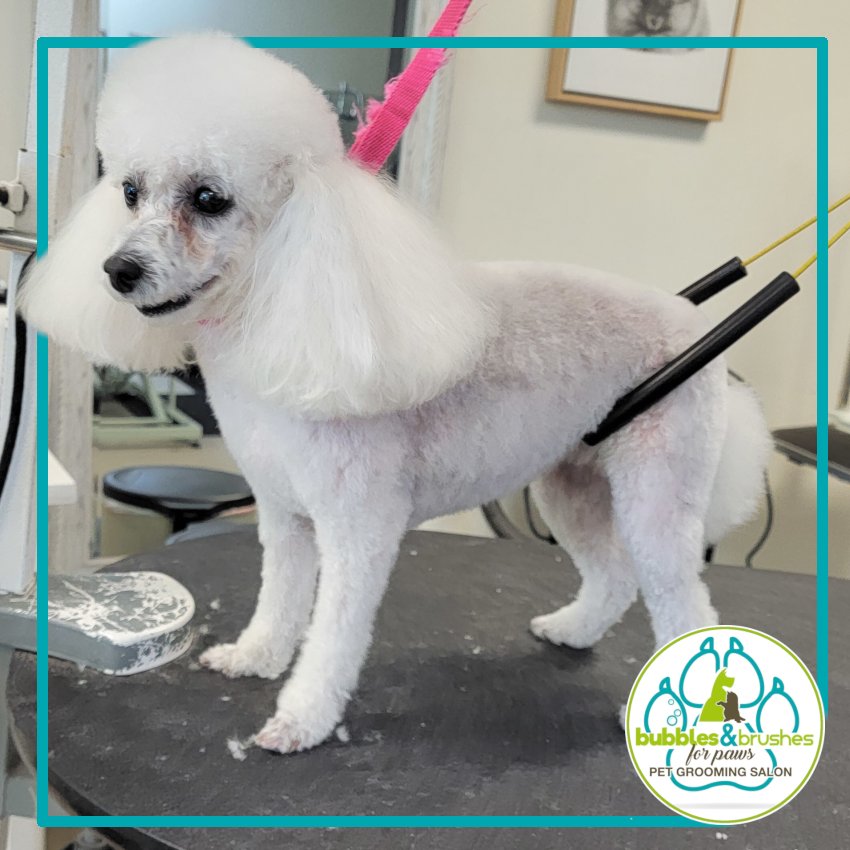 Bubbles and Brushes for Paws