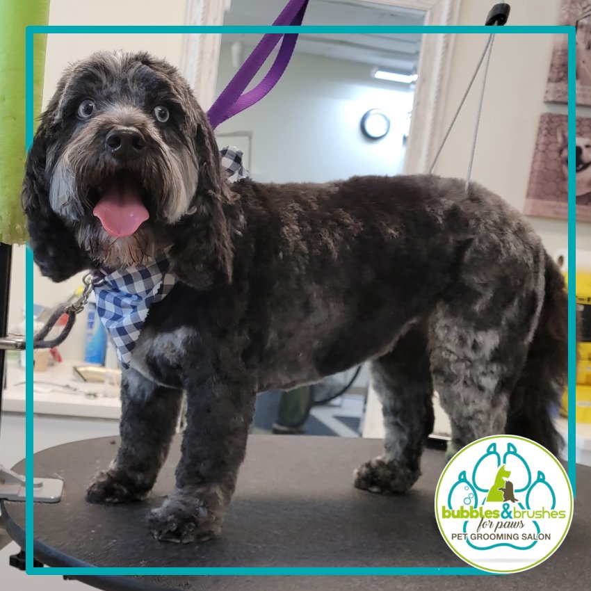 Bubbles and Brushes for Paws