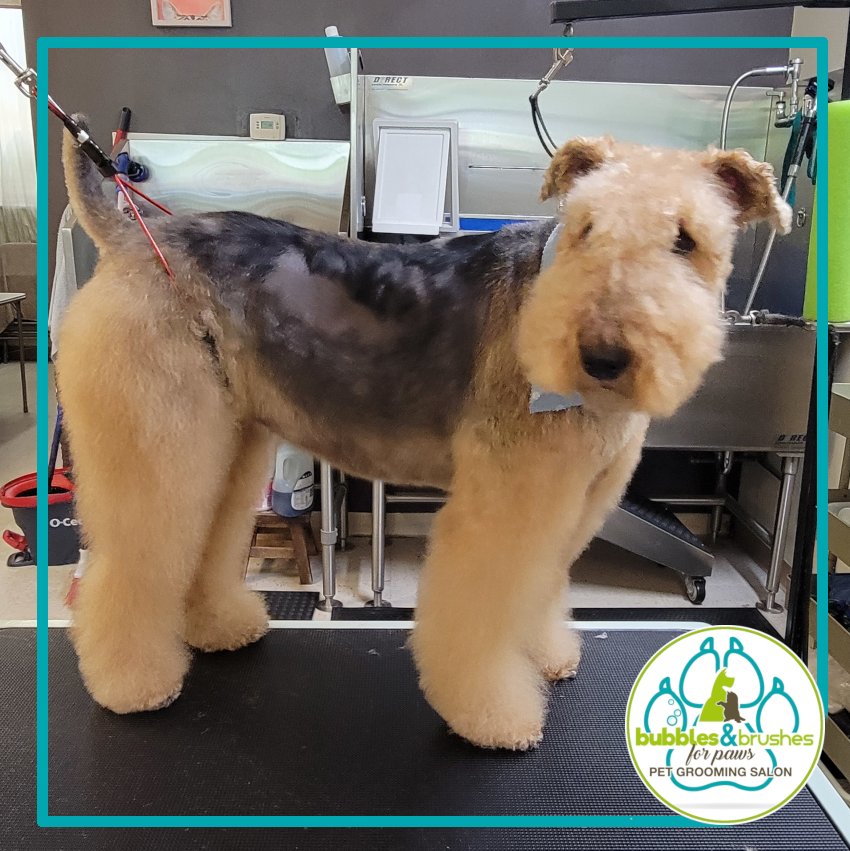 Bubbles and Brushes for Paws