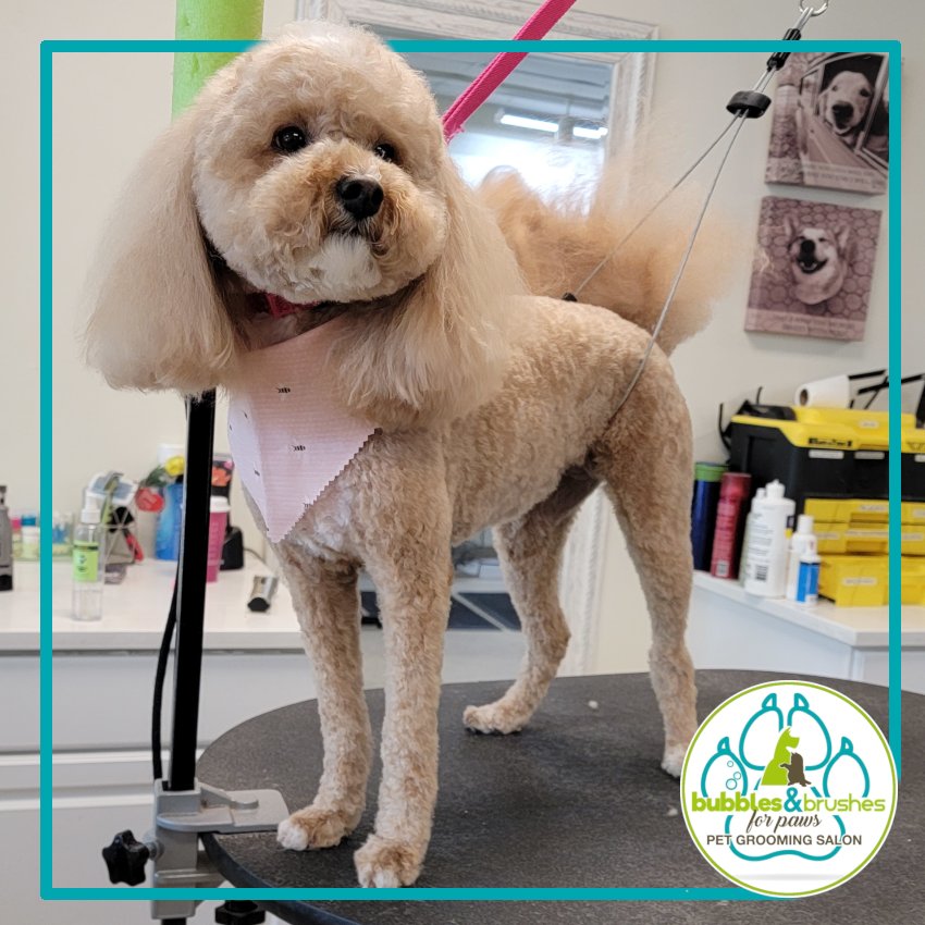 Bubbles and Brushes for Paws