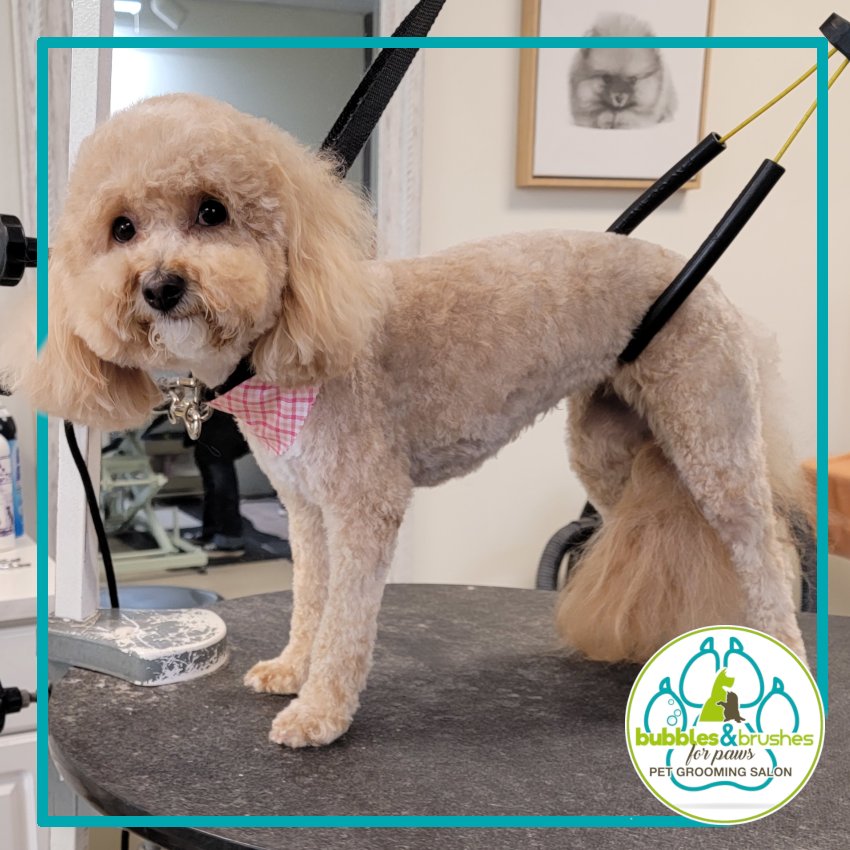 Bubbles and Brushes for Paws