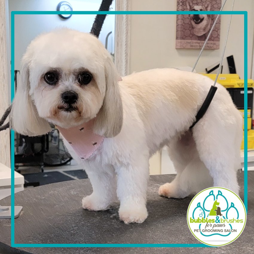 Bubbles and Brushes for Paws