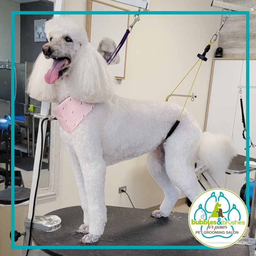 Bubbles and Brushes for Paws